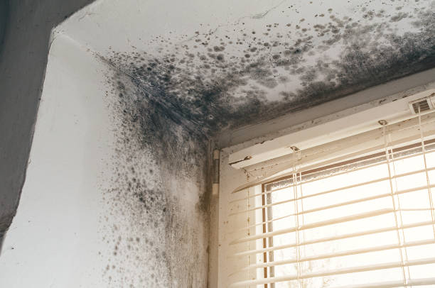 Affordable Crawl Space Mold Removal solutions in District of Columbia, DC
